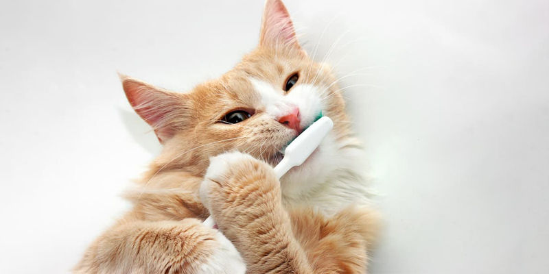 Best Dental Products For Cats